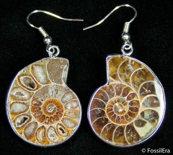 Ammonite Earrings #2683